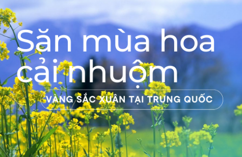 Săn Mùa Hoa Cải Nhuộm Vàng Sắc Xuân Tại Trung Quốc